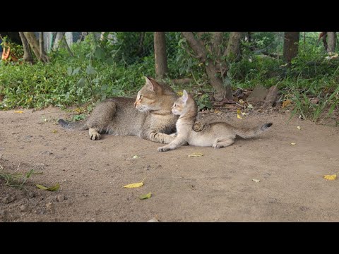 Relaxing Cats in Garden 🌿 with Soothing Nature Sound | Forjee aur Chumki ke Sath