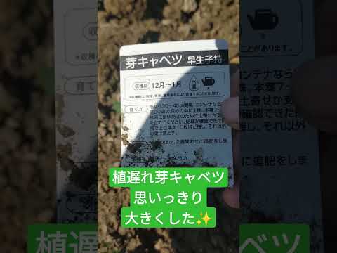 芽キャベツを正しく育てる 植物