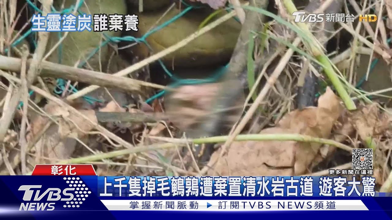 上千隻掉毛鵪鶉遭棄置清水岩古道　遊客大驚