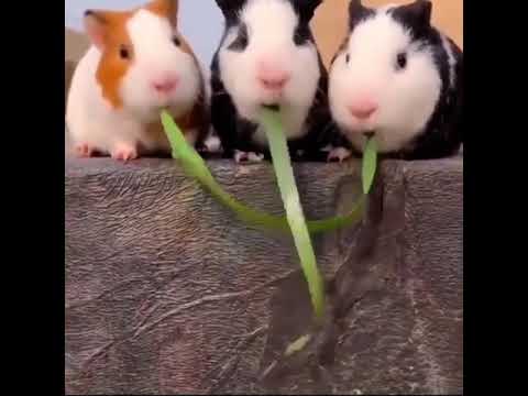 餌を取り合うハムスター達の衝撃の展開