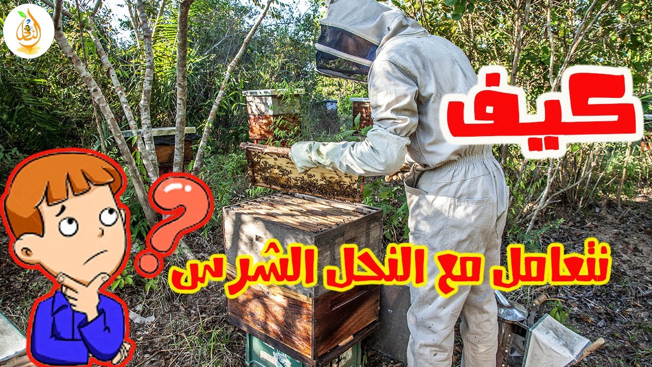 كيف تتعامل مع النحل الشرس 🐝 خطوات بسيطة تقلل من شراسة النحل