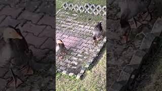 Miniaturka - SOVELIA.PL GRAMY Z GESIAMI NA 10 LIKE WYCHODZE Z NIMI NA SOLOWKE