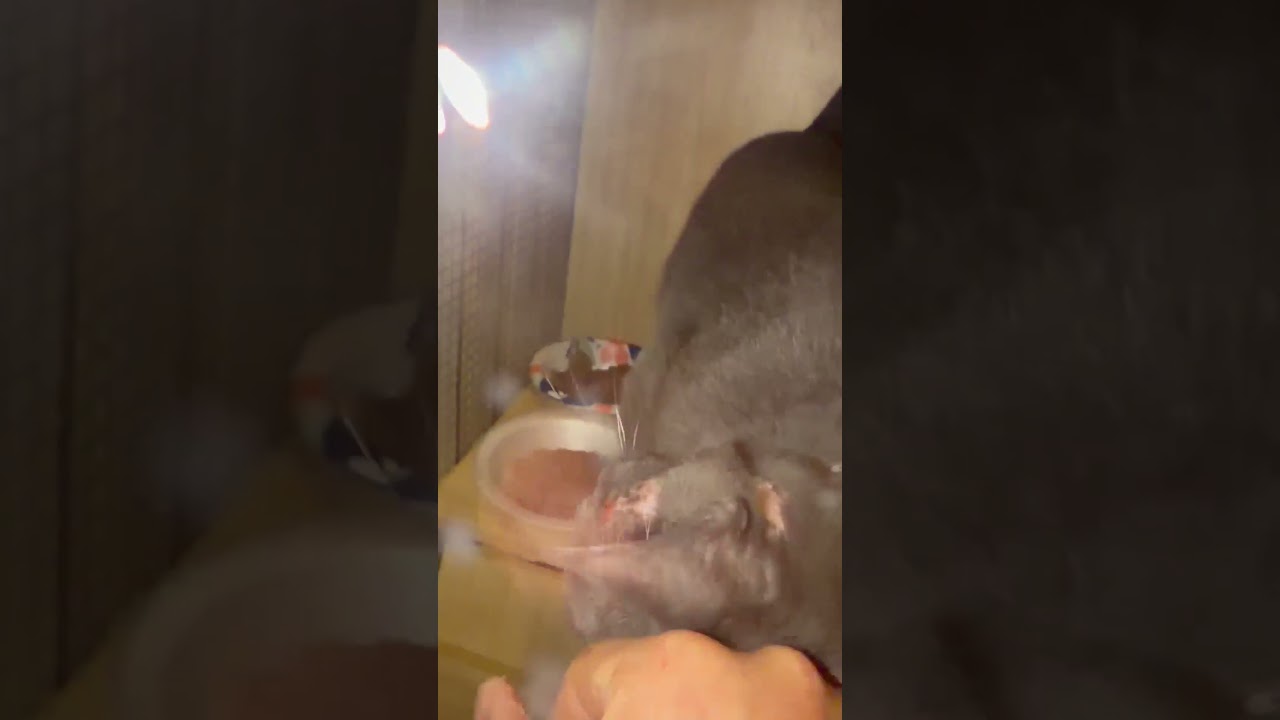 Magic video