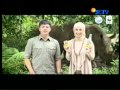 B4 LARUTAN PENYEGAR CAP BADAK WWF 2MCM DESI PRIA BADAK 05 Mpg