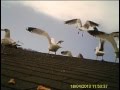 Garden Visitors Seagull Frenzy
