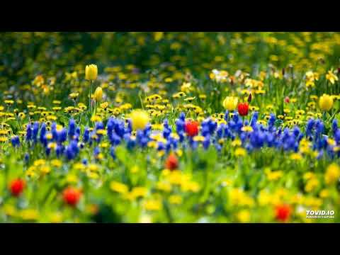 Axel Zwingenberger- Boogie du Printemps