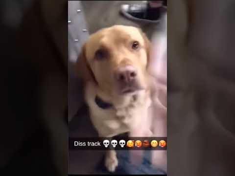 diss dog track #memes #diss #dog