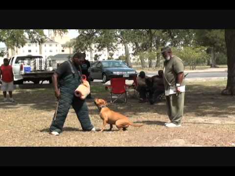 The BullPen Dog Training Center video.