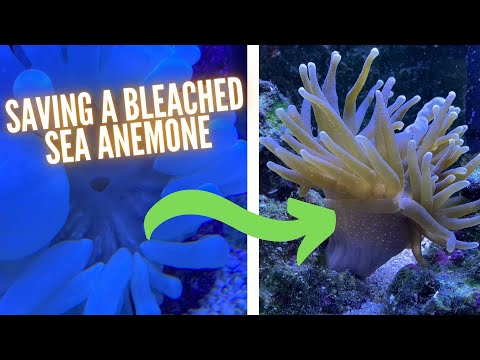 How to Save a Bleached Anemone (NEW!)