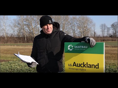 Rapsbestandesführung 2023: N-Effizienz, Harnstoffdüngung, Pflanzenschutz und Rapsbegleitsaaten