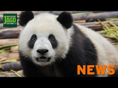 Folter-Vorwürfe gegen WWF, gesunkene Selbstladeflinte, unerwünschter Beifahrer - DJZ-News 10/2019