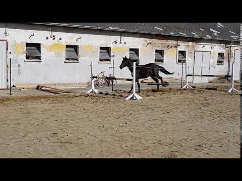 LIARADA (Catch/Diarado/Contendro I) 2-jährig FREISPRINGEN