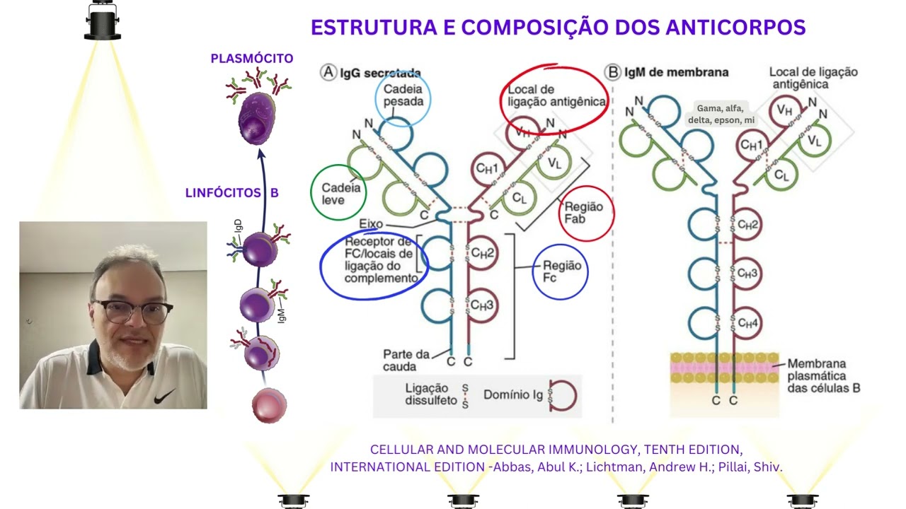 Estrutura e Composição dos anticorpos