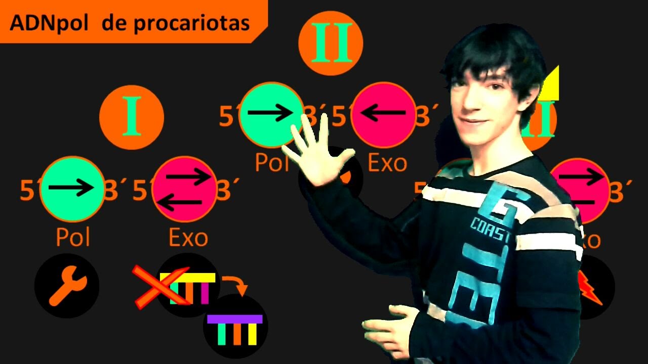 Enzimas de replicación CON POLIMERASAS