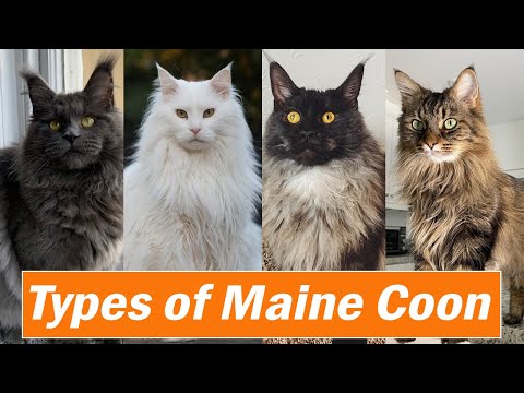 Types of Maine Coon Colors and Pattern | Maine Coon cat types