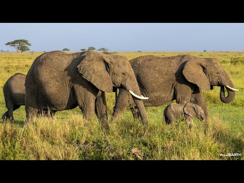 Predators and pachyderms - SafariLIVE Sunrise - 21 January 2026