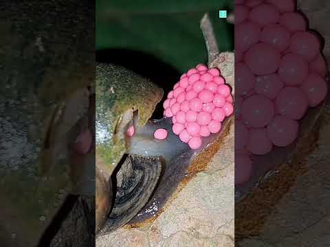 He Crushed the Eggs, Everyone Shocked! 😨