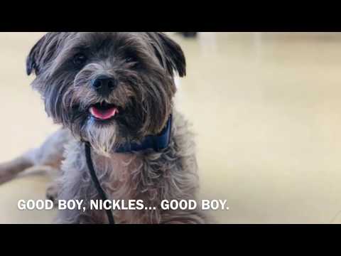 Dog 4 Life Training video.