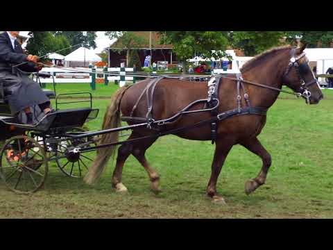 Fahrturnier Ostenfelde 19.8.2017
