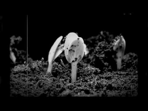 CACOPHONEUSES :: Damage Control [Official Video]