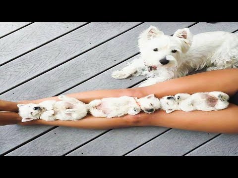 amazing puppies 2019 ❤️❤️ Funny and Cute dogs Videos Compilation 2019