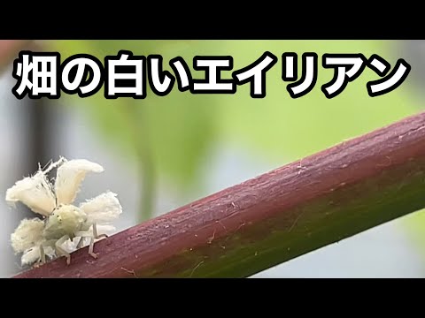 ブドウ: 最も一般的な病気と害虫 植物