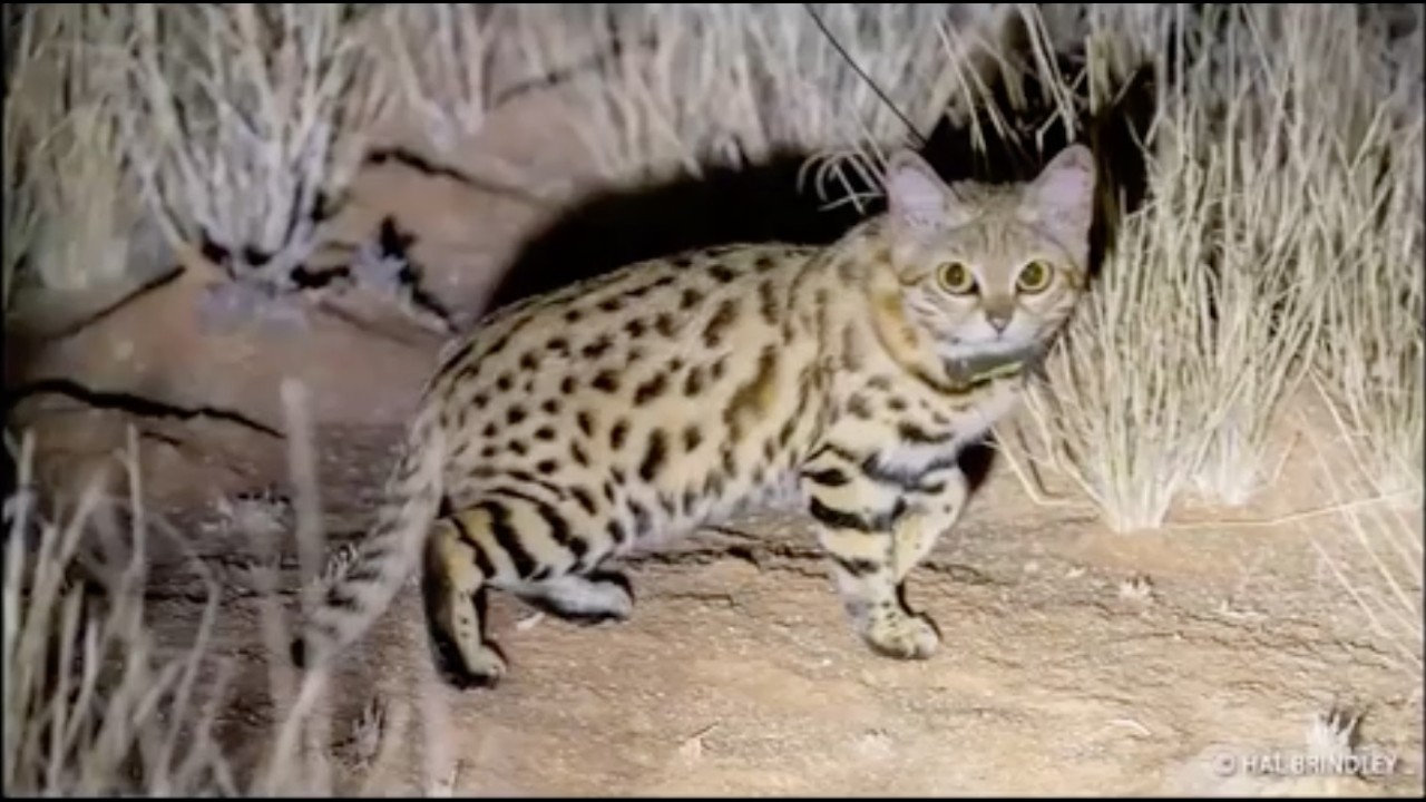 Panthera Small Cats Symposium 2026 | Day 2: Protected Areas, Wildlife Trade & Reintroduction