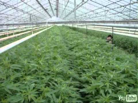 Szaki - Zielony liść