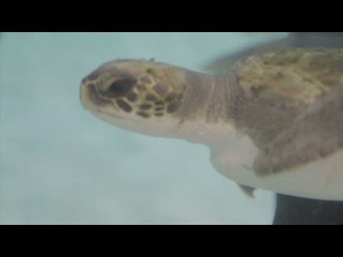 Many work together to save turtles
