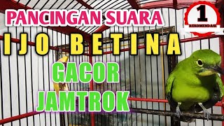 Download lagu suara burung cucak ijo betina gacor memanggil jantan mp3