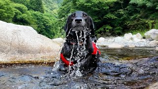 川遊びが楽しすぎて限界突破する犬。