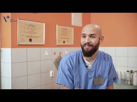 Jak i czym karmić szczeniaka? VetExpert Radzi