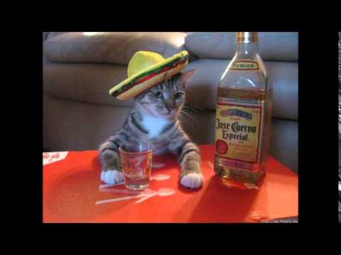 BlechBeppo & Schram AlcoholiC