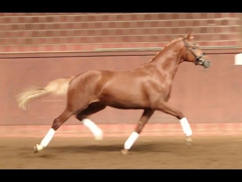 3. Ponyforum Hengsttage OCEANS ELEVEN v. Olivier K - FS Cracker Jack