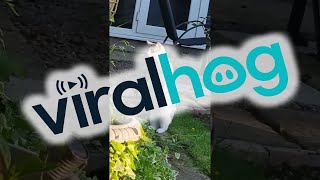 Cat Obsessed With Garden Frogs || ViralHog