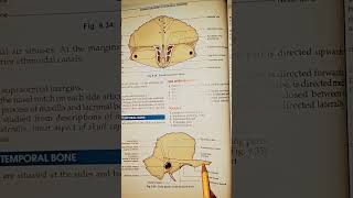 Suprameatal or MacEwen Triangle #anatomy #bdchaurasia #medicalstudents