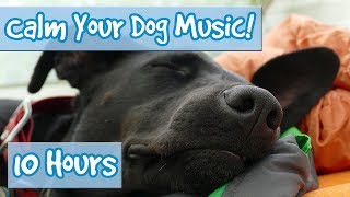 How to Calm Your Dog Down Music! Relaxing Music for Dogs to Stop Anxiety and Help Keep them Calm! 🐶
