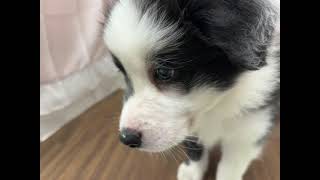 ボーダーコリーの動画01
