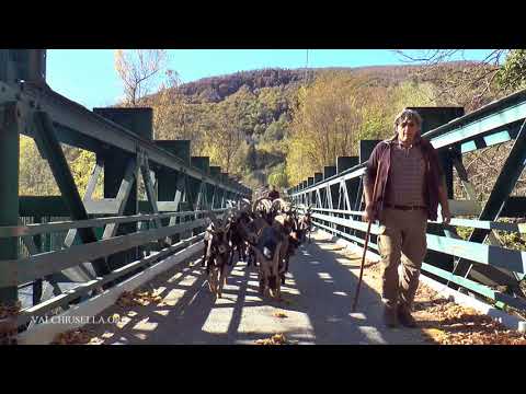 TRASUMANZA DELLE CAPRE -  ALDO E MIRCO BARIO .