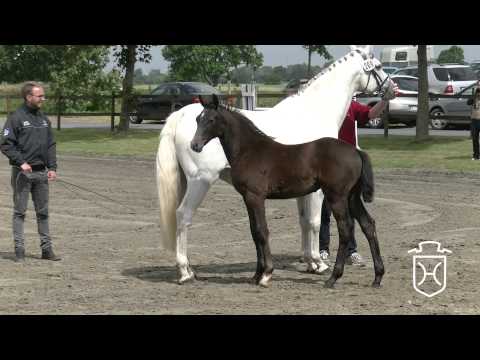 HEI209 Stutfohlen von Balous Bellini   Exkurs   Corleone Apple Geräte HD Höchste Qualität