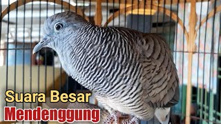 Download lagu perkutut lokal gacor SUARA KUNG paling enak buat Klangenan mp3