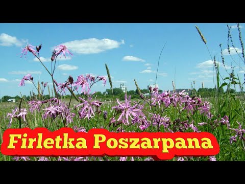 Maska do wzrostu włosów na mąki żytniej Skuteczna maska do włosów suchych i zniszczonych