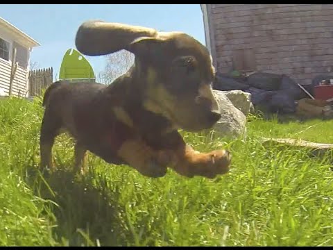 Un Adorable Video De Cachorros Para Alegrar Tu Día