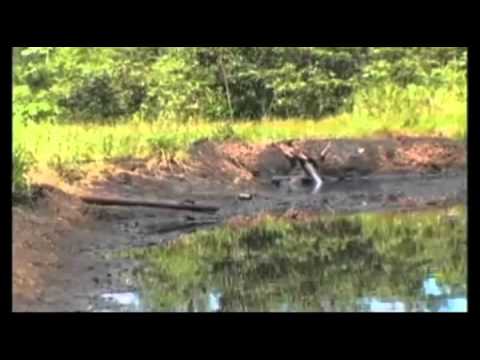 Remediação in situ - EHC versus óleos emulsificados ou substratos simples de carbono