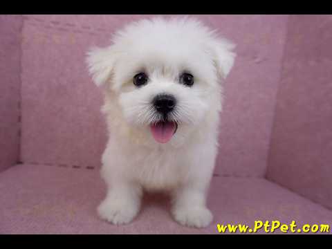 03/20馬爾濟斯公幼犬