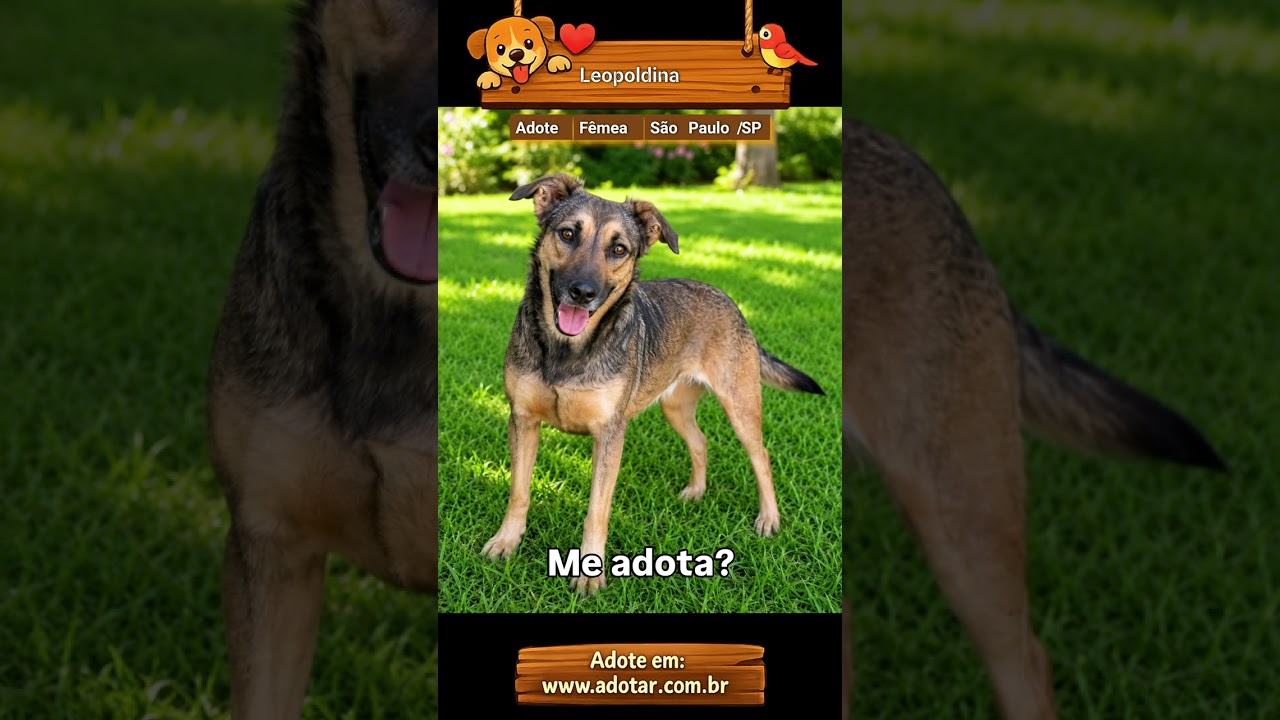 Cachorro raça SRD-ViraLata idade 2 anos nome Leopoldina 