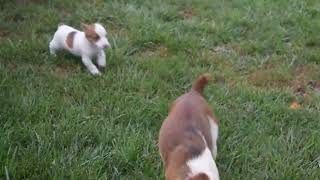 Download lagu Jack Russell Terrier Puppies For Sale mp3