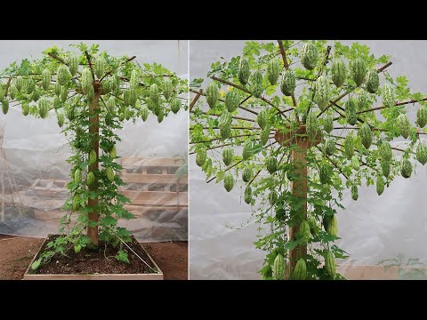 Let s grow bitter melon for your family this way it s very fruity and easy to make