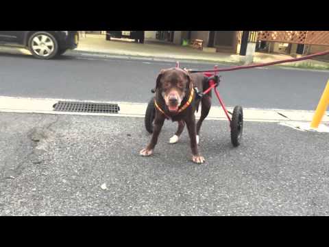 ラブラドールの陸くん　1週間ぶりに歩く