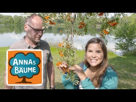 Die Eberesche | Annas Bäume | Reportage für Kinder |